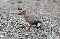 Chilean Pigeon - Patagioenas araucana