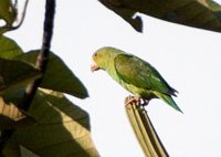 Cobalt-winged Parakeet - Brotogeris cyanoptera