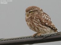 Little Owl - Athene noctua