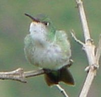 Green-and-white Hummingbird - Leucippus viridicauda