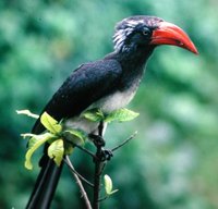 Crowned Hornbill - Tockus alboterminatus