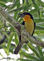 Gilded Barbet - Capito auratus