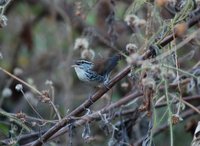 Banded Wren - Thryothorus pleurostictus