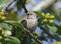 Bushtit - Psaltriparus minimus