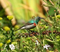 Southern Double-collared Sunbird - Cinnyris chalybeus