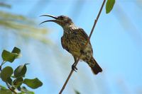 Madagascar Sunbird - Cinnyris notatus