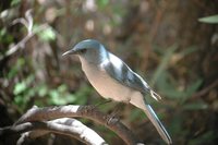 Mexican Jay - Aphelocoma ultramarina