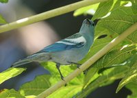 Blue-gray Tanager - Thraupis episcopus