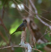 Blue-black Grosbeak - Cyanocompsa cyanoides