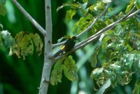 Moriche Oriole - Icterus chrysocephalus