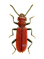 Cucujus coccinatus - 주홍머리대장