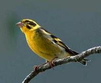 * Himalayan Greenfinch