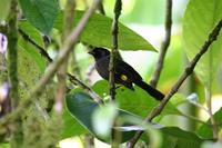 Yellow-thighed Finch