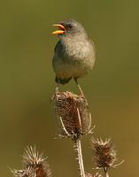 Great Pampas Finch