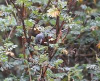 Oreomanes fraseri (Giant Conebill) Flickr