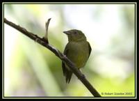 Wire-tailed Manakin