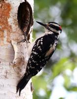 Hairy Woodpecker Male