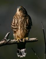 Merlin  This little beauty is just out of the nest. Being Snooty to.