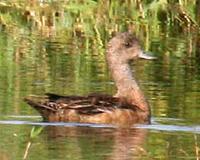 American Wigeon. Photo by Greg Gillson