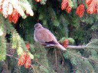 Eurasian Collared-Dove. Photo by Greg Gillson