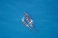 aerial view of North Atlantic right whale off Florida coast