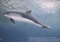 Bruinvis (Phocoena phocoena).