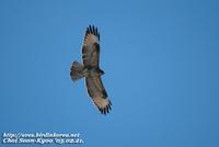 Fig. 24. Common Buzzard : 말똥가리