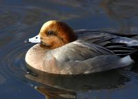 Another wigeon.