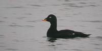 Male velvet scoter