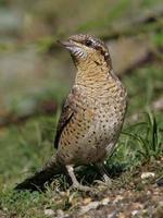 Eurasian Wryneck