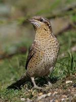 Eurasian Wryneck