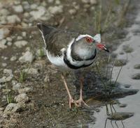 Three-banded Plover p.130