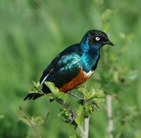 Superb Starling p.500