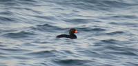 Black Scoter Melanitta nigra 검둥오리