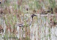 검은가슴물떼새 Pacific Golden Plover Pluvialis fulva