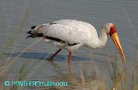 Mycteria ibis ssp