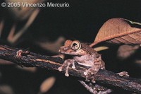 : Boophis reticulatus