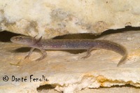: Eurycea sosorum; Barton Springs Salamander