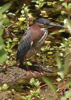 : Butorides virescens; Green Heron