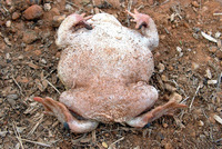 : Scaphiopus couchii; Couch's Spadefoot Toad