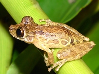 : Scinax littoralis