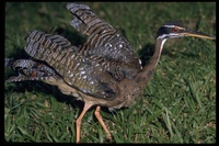 : Eurypyga helias; Sunbittern