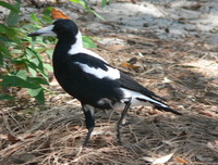 : Gymnorhina hypoleuca; Australian Magpie