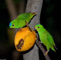 : Loriculus galgulus; Blue-crowned Hanging-parrot