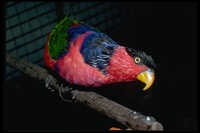 : Lorius lory; Black-capped Lory