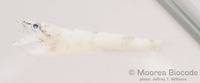 : Bryaninops yongei