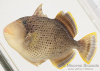 : Pseudobalistes flavimarginatus