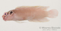 : Pseudoplesiops revellei