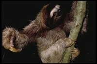 : Bradypus tridactylus; Three-toed Tree Sloth