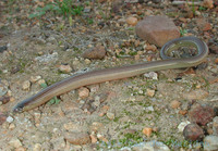 : Acontias meleagris; Cape Legless Skink